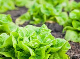Lettuce